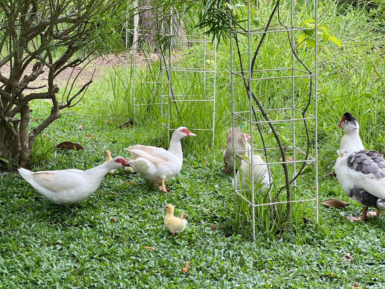 Baan Pingkan Wellness Resort San Kamphaeng Ngoại thất bức ảnh